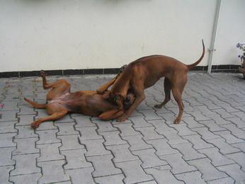 Thai Ridgeback Balicere und Asarah - CZ