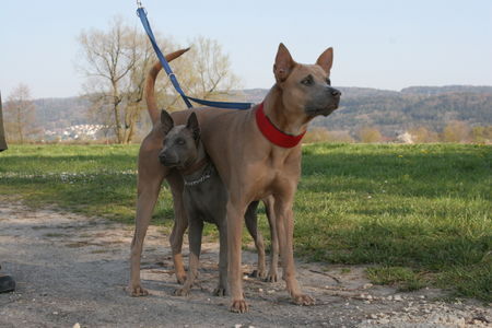 Thai Ridgeback Hunde Foto 38303 in höherer Auflösung ansehen Thai Ridgeback PAPANI & Lister: Thai-Love ...