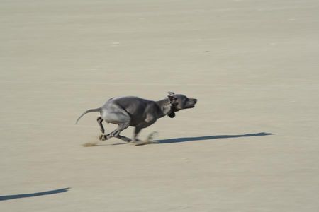 Thai Ridgeback speed