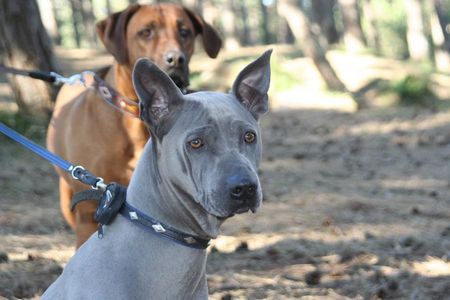 Thai Ridgeback Ao-Jai