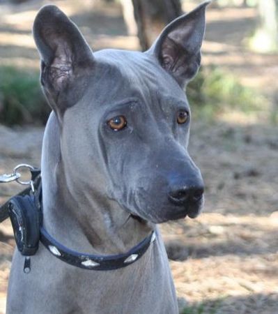 Thai Ridgeback bin ich nich schön