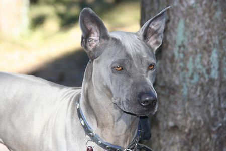 Thai Ridgeback bin ich nich schön