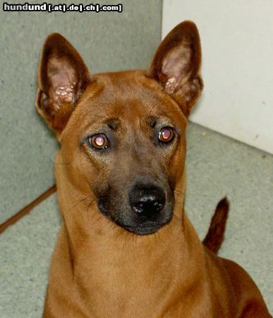 Thai Ridgeback Hunde Foto 7270 Thai Ridgeback Khanbull´s Ko Yao 1year old.