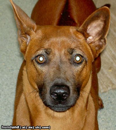 Thai Ridgeback Hunde Foto 7272 Thai Ridgeback Khanbull´s Ko Yao 1year old.