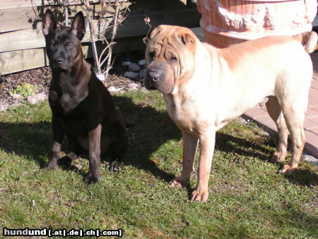 Thai Ridgeback Badida de CoCo    Hot Chocclat