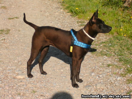 Thai Ridgeback Badida de CoCo    Hot Chocclat