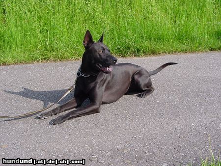 Thai Ridgeback Hunde Foto 19502 in höherer Auflösung ansehen Thai Ridgeback Taptim Siam Mon/Sohn von Gammon