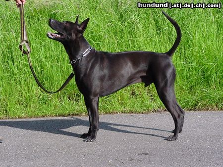 Thai Ridgeback Hunde Foto 19503 in höherer Auflösung ansehen Thai Ridgeback Taptim Siam Mon/Sohn von Gammon