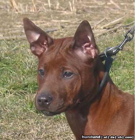 Thai Ridgeback Hunde Foto 19629 Thai Ridgeback Paitoon NEO von Taptim Siam, 17 Wochen alt