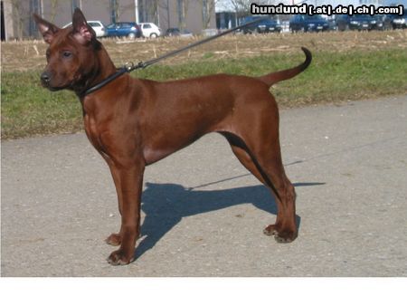 Thai Ridgeback Hunde Foto 19630 Thai Ridgeback Paitoon NEO von Taptim Siam, 17 Wochen alt