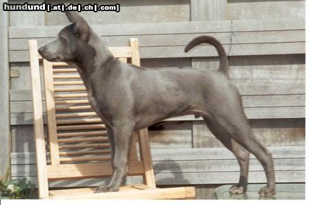Thai Ridgeback Hunde Foto 6522 Thai Ridgeback Narong (blau) 5 monate alt