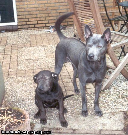 Thai Ridgeback Hunde Foto 6523 Thai Ridgeback Narong & Kaya