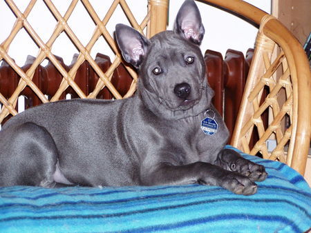 Thai Ridgeback Bachima