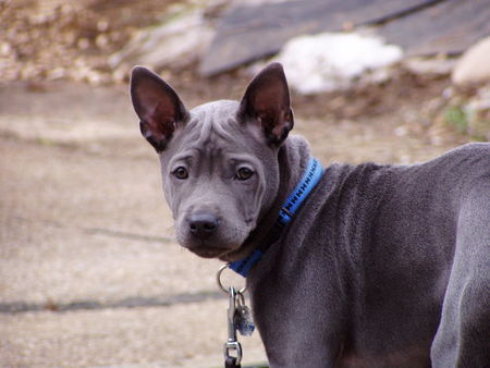 Thai Ridgeback Bachima