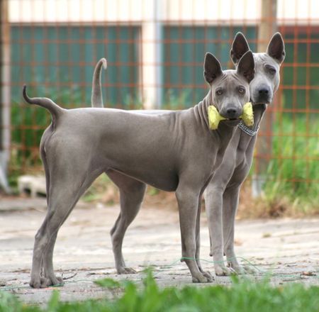 Thai Ridgeback PAPANI & Nena