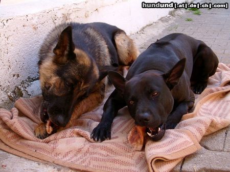Thai Ridgeback Hunde Foto 13082 Thai Ridgeback 2 dicke Freunde