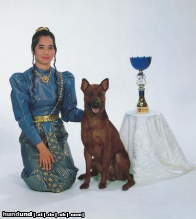 Thai Ridgeback Hunde Foto 6054 Thai Ridgeback Aporn