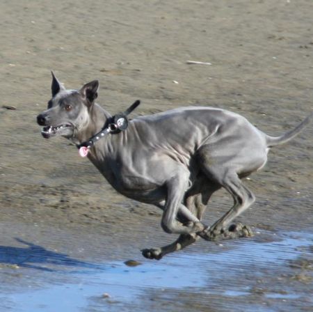 Thai Ridgeback Hunde Foto 42250 in höherer Auflösung ansehen Thai Ridgeback speed