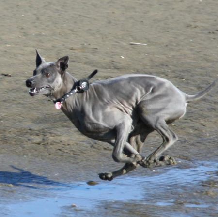 Thai Ridgeback speed