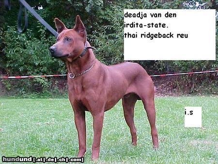 Thai Ridgeback Hunde Foto 6553 Thai Ridgeback thai ridgeback deadja vd irdita state