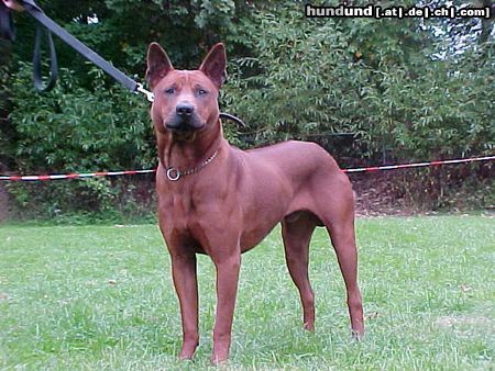 Thai Ridgeback Hunde Foto 6552 Thai Ridgeback thai ridgeback deadja vd irdita state