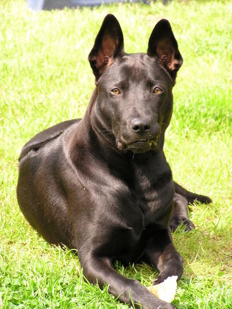 Thai Ridgeback Caju