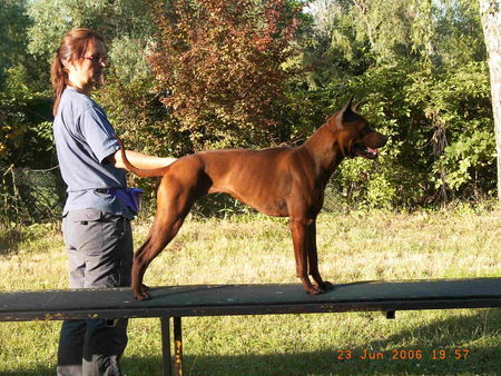 Thai Ridgeback Hunde Foto 32611 in höherer Auflösung ansehen Thai Ridgeback Pat Thai / Pairin Thai