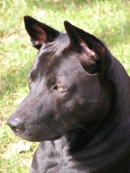 Thai Ridgeback Hunde Foto 31172 Thai Ridgeback Kopf Caju Thai Bellijess