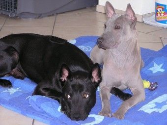 Thai Ridgeback Hunde Foto 31174 Thai Ridgeback Caju und Nena