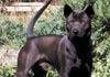 Thai Ridgeback Foto: Gamon v. Taptim Siam (ID 328) Thai Ridgeback Hund
