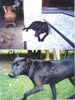 Thai Ridgeback Foto: Das ist meiner (ID 19788) Thai Ridgeback Hund