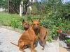 Thai Ridgeback Hund