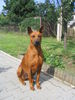 Thai Ridgeback Hund