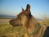 Thai Ridgeback Hund