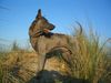 Thai Ridgeback Hund