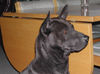Thai Ridgeback Foto: Mon / Pairin Thai (ID 32612) Thai Ridgeback Hund