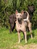 Thai Ridgeback Hund