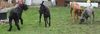 Thai Ridgeback Foto: Thais und andere Hunde (ID 37557) Thai Ridgeback Hund