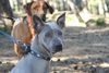 Thai Ridgeback Hund