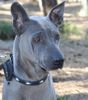 Thai Ridgeback Hund