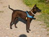 Thai Ridgeback Hund