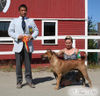 Thai Ridgeback Hund