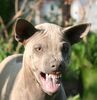 Thai Ridgeback Hund