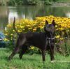 Thai Ridgeback Hund