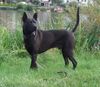 Thai Ridgeback Hund