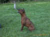 Thai Ridgeback Hund