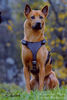 Thai Ridgeback Hund