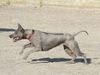 Thai Ridgeback Foto: Dogiwogin Aktuelli (ID 33933) Thai Ridgeback Hund