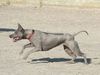 Thai Ridgeback Hund