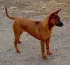 Thai Ridgeback Foto: Khanbull´s Ko Yao (5months at picture) (ID 6347) Thai Ridgeback Hund